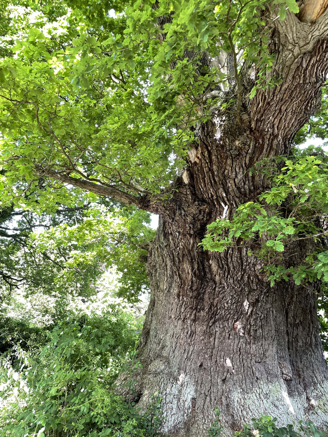 Amazing Trees: The Great Oak Eardisley