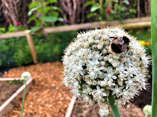 Bee-friendly Plants