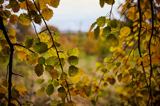 Trees in the countryside