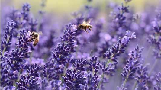 gardening for mental and pysical health