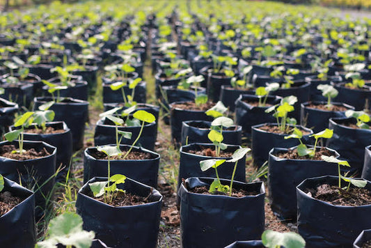 Brexit & Plant Health