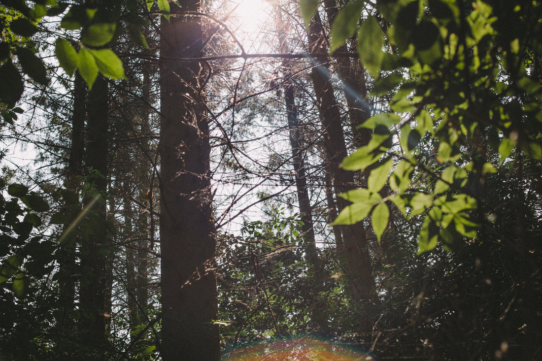 Britain’s woodlands under assault