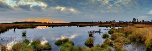 World Wetlands Day