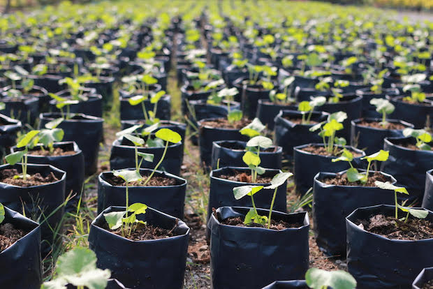 Brexit & Plant Health