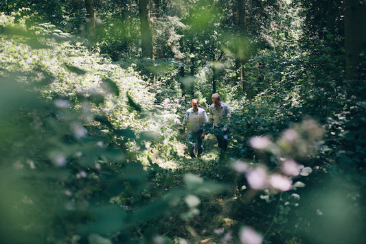 The health of Britain's trees