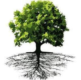 Plant a tree with certainly wood