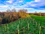Plant a Tree