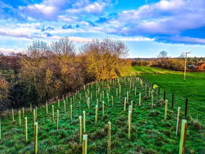 Plant a Tree