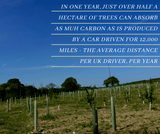 New tree planting site
