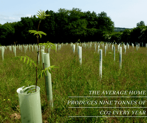 New tree planting site CO2 reduction